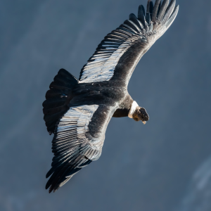 Colca Canyon Trekking -  Andean Adventure among Abysses, Oasis and the Flight of the Condor 2D/1N